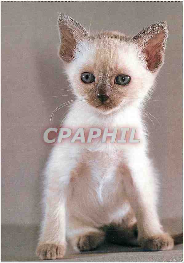 CPM Chaton domestique 