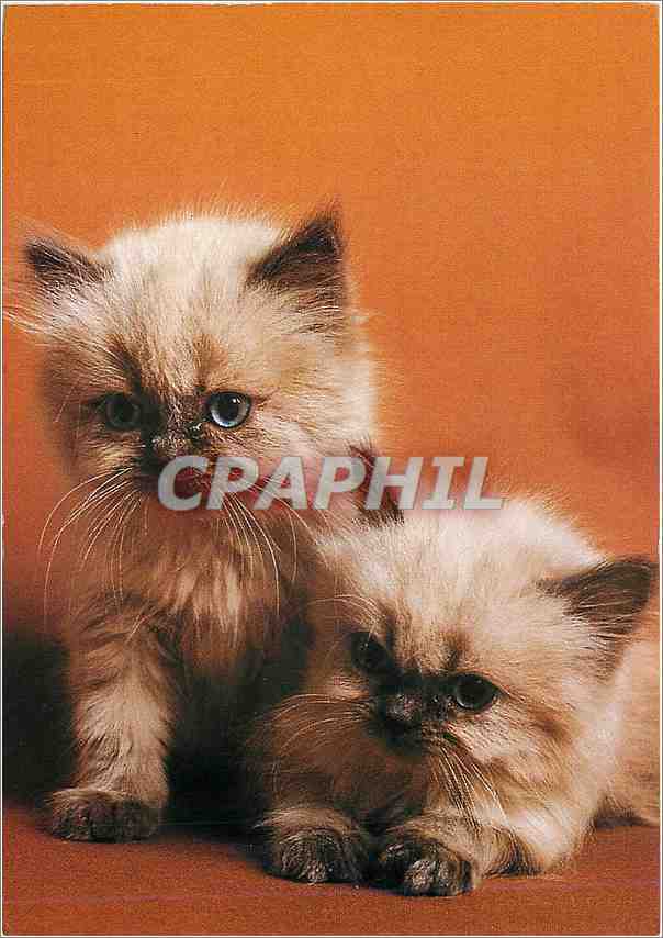 CPM Chaton Colourpoint 