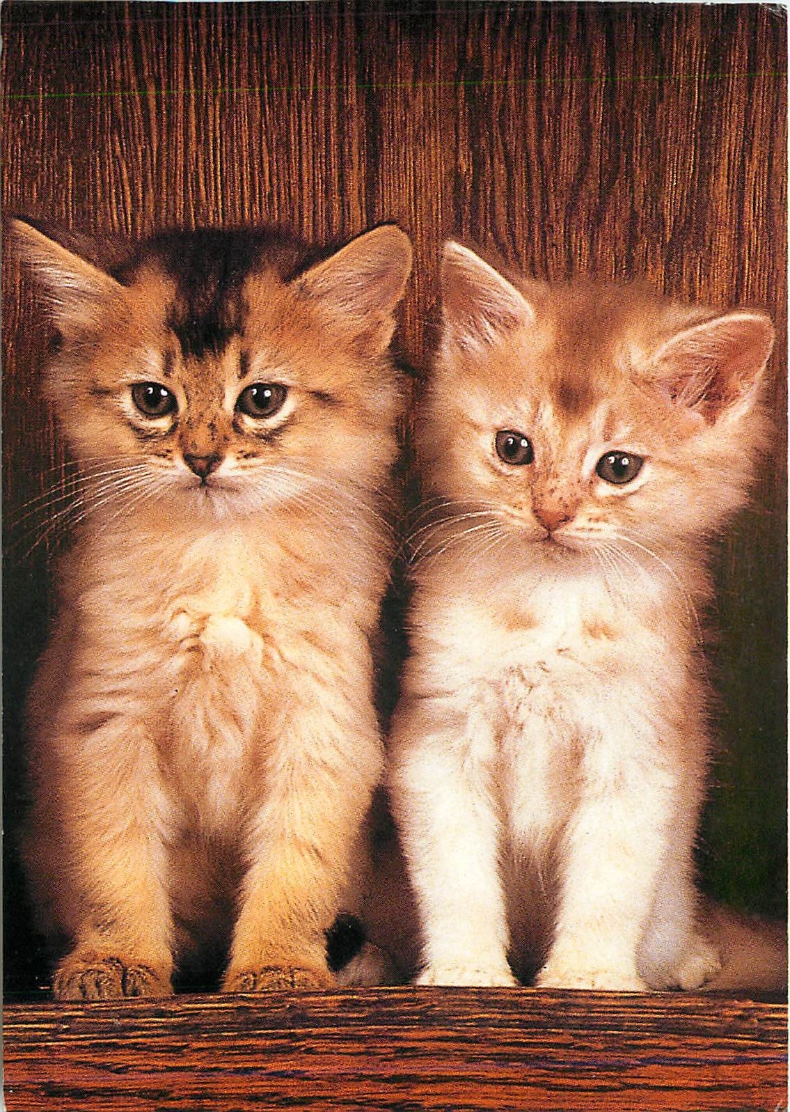 CPM Chatons Somali 