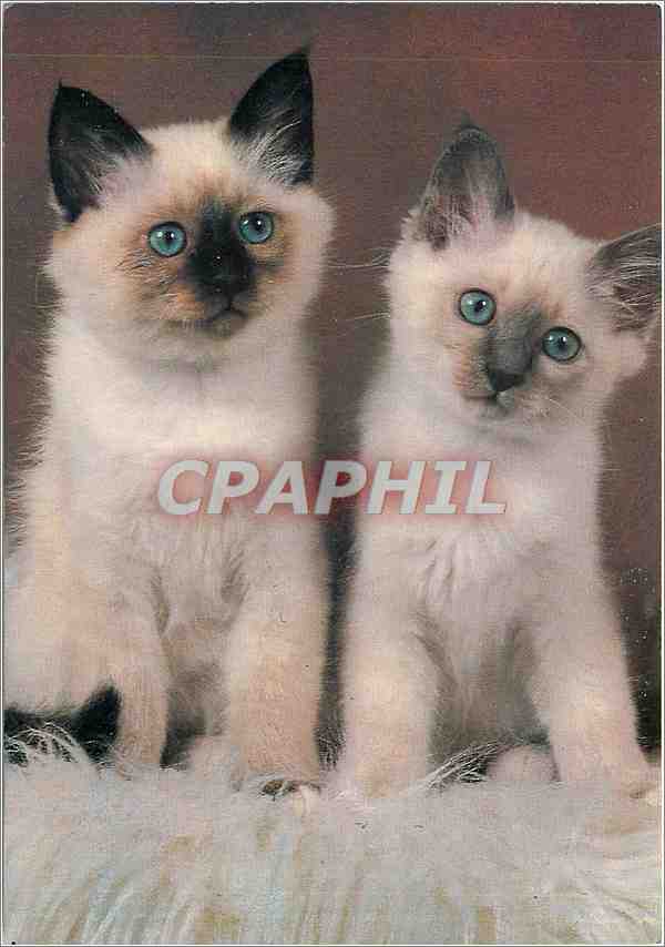 CPM Birman bleu 
