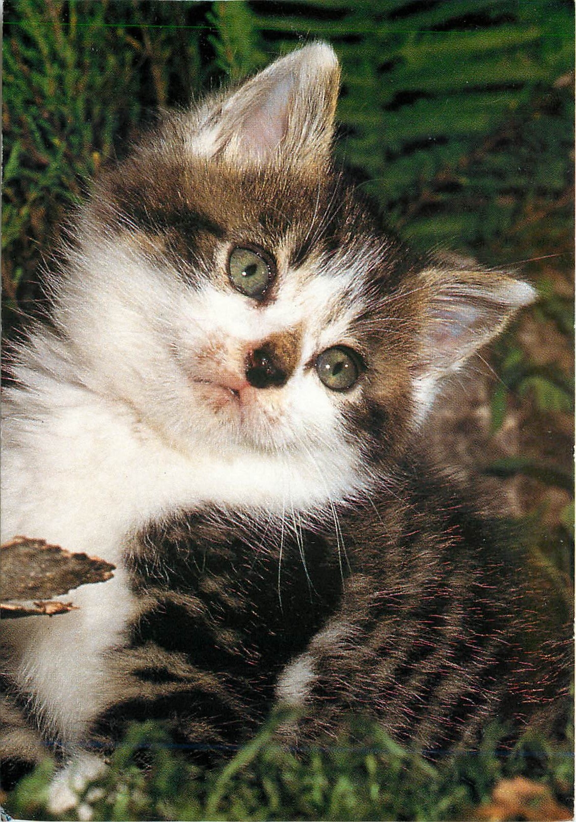 CPM Chaton Gouttiere 