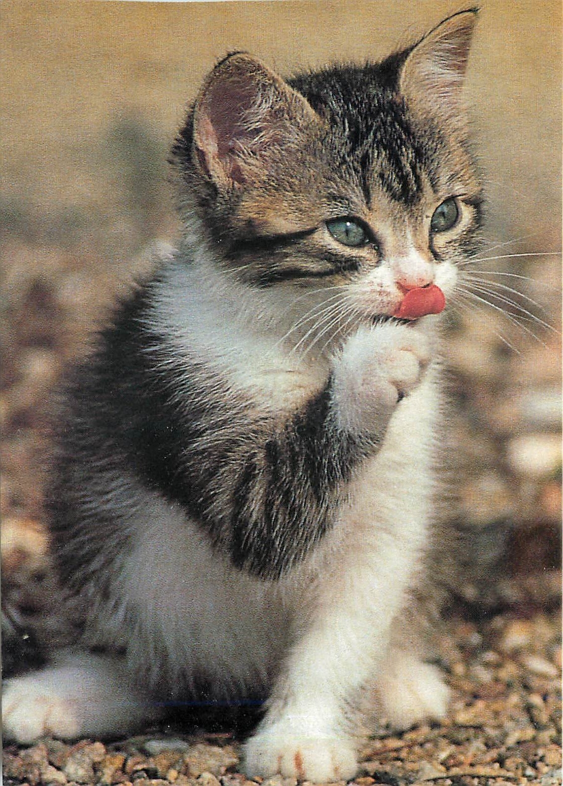 CPM Chaton tigre 