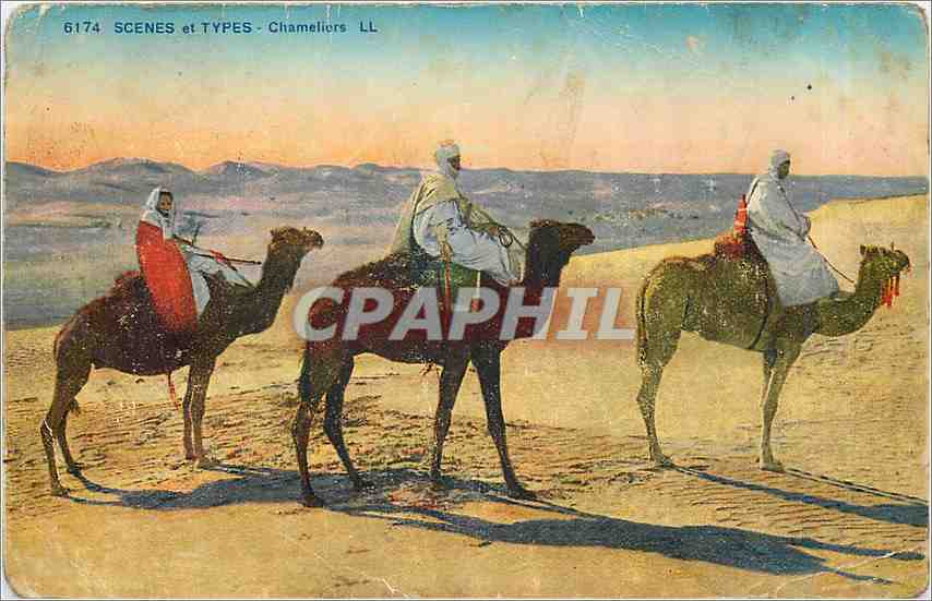 CPA Scenes et Types Chameliers Chameaux Maroc