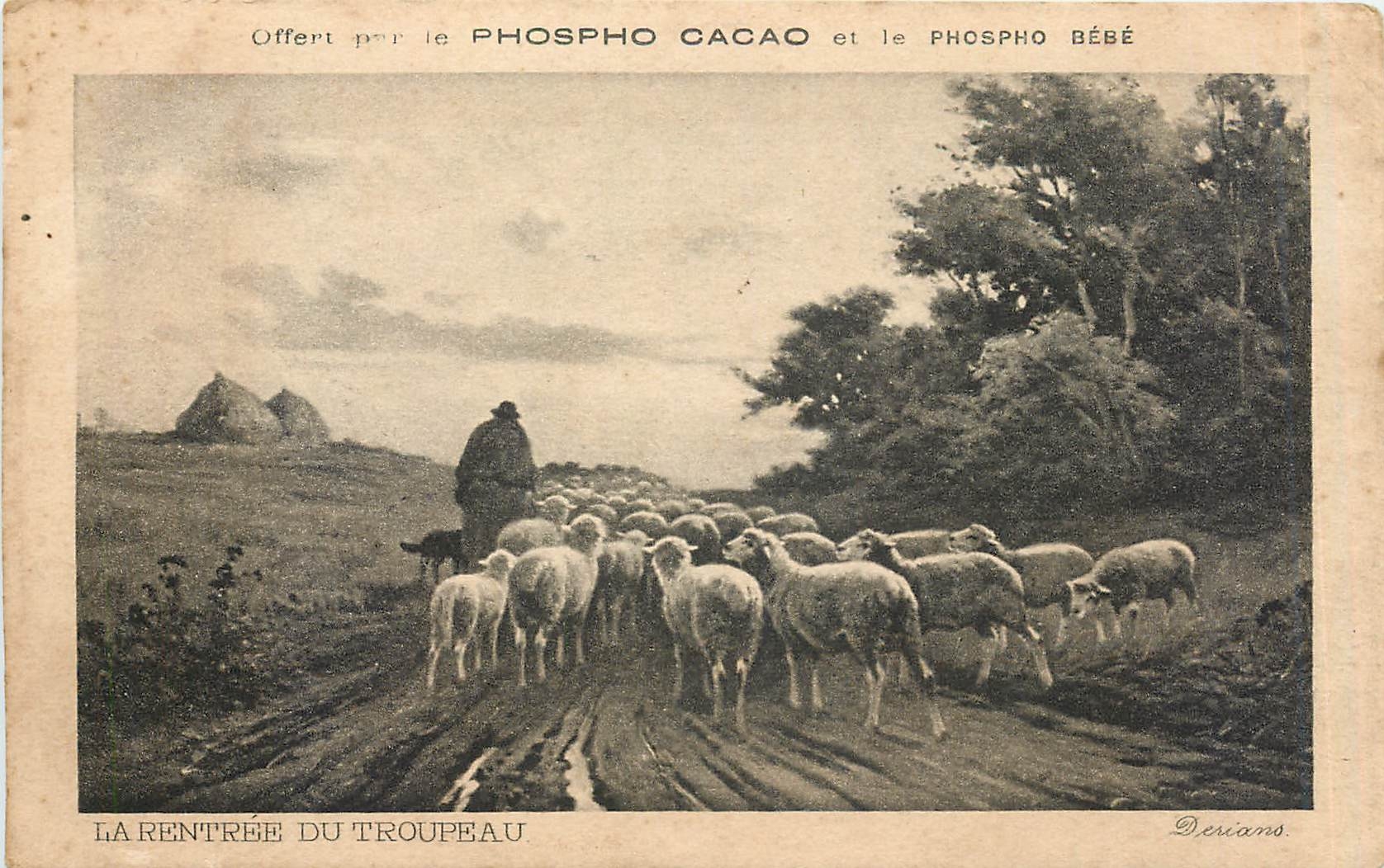 CPA Offert par le Phospho Cacao et Phospho Bebe La Rentree du Troupeau Moutons
