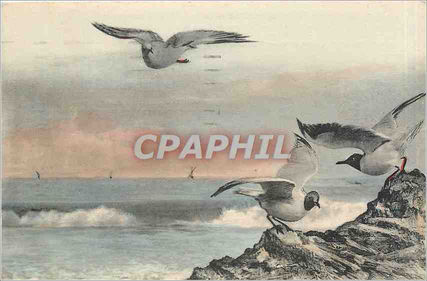 CPA Mouettes