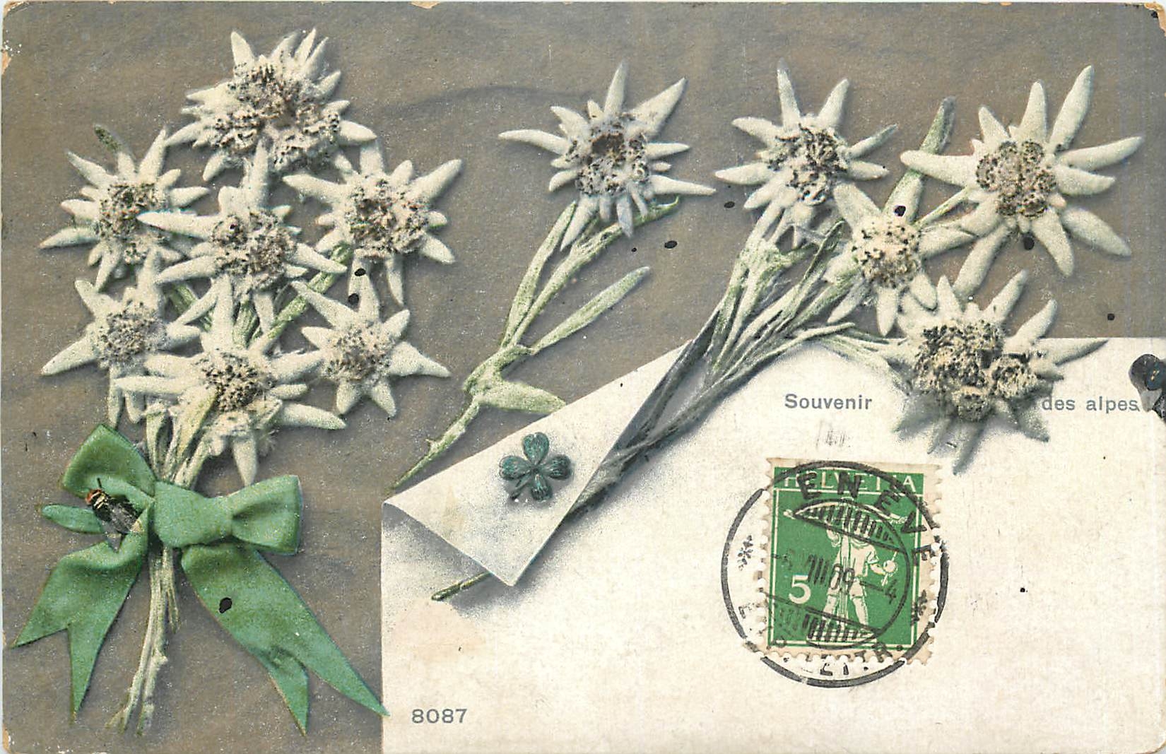 CPA Souvenir des Alpes Edelweiss
