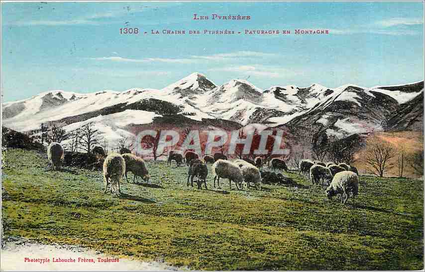 CPA Les Pyrenees La Chaine des Pyrenees Paturages en Montagne Moutons