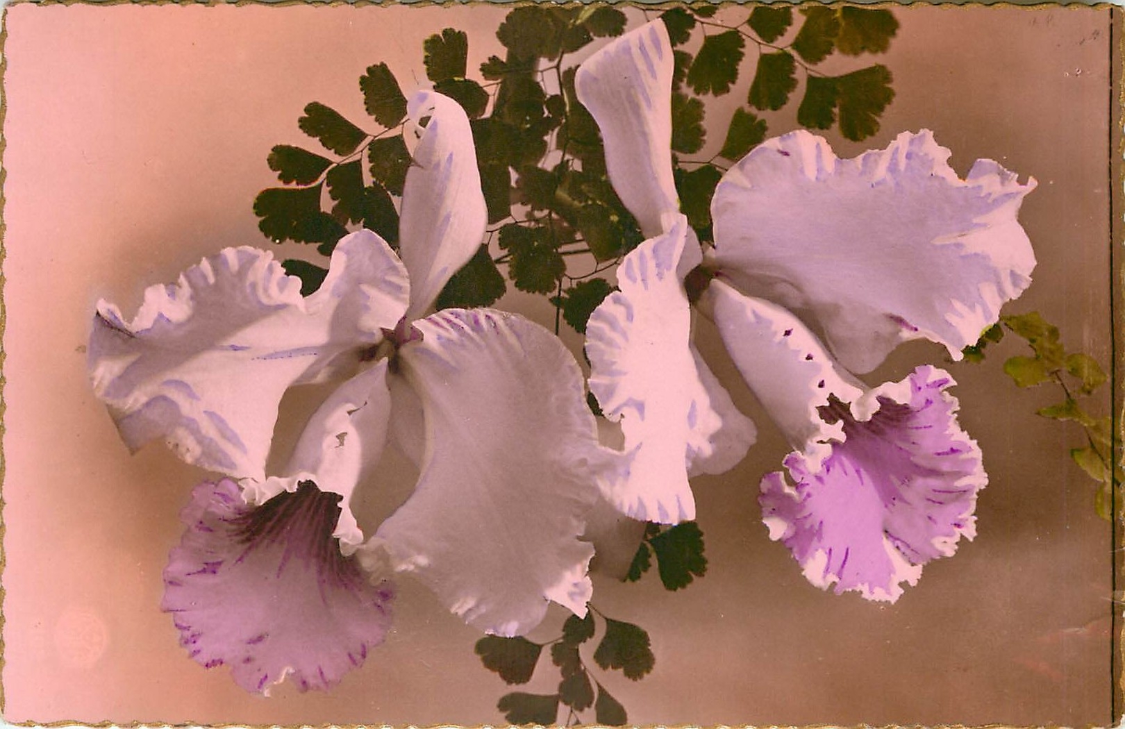 CPA Fleurs