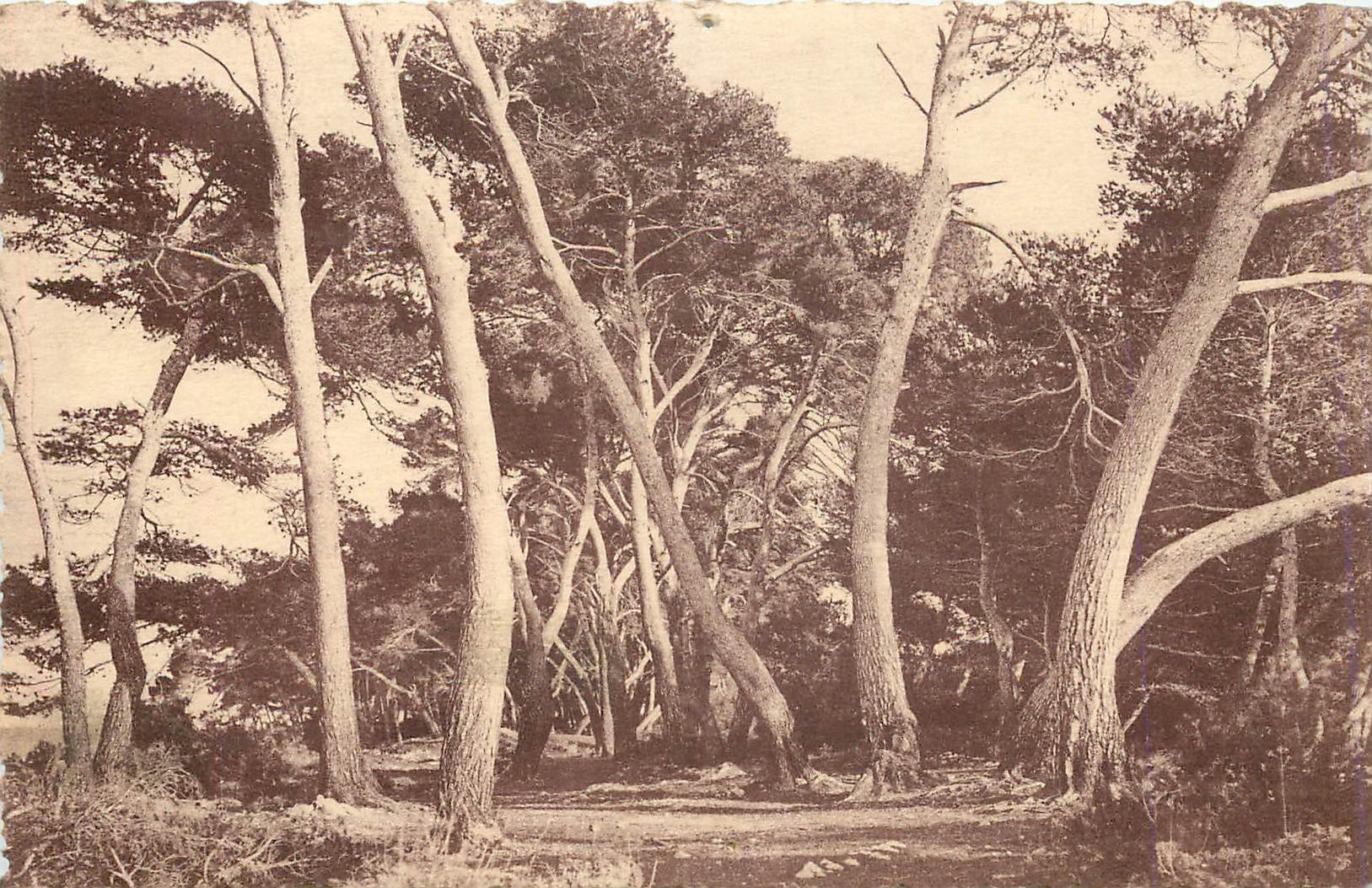 CPA La Cote d'Azur Etude d'Arbres 