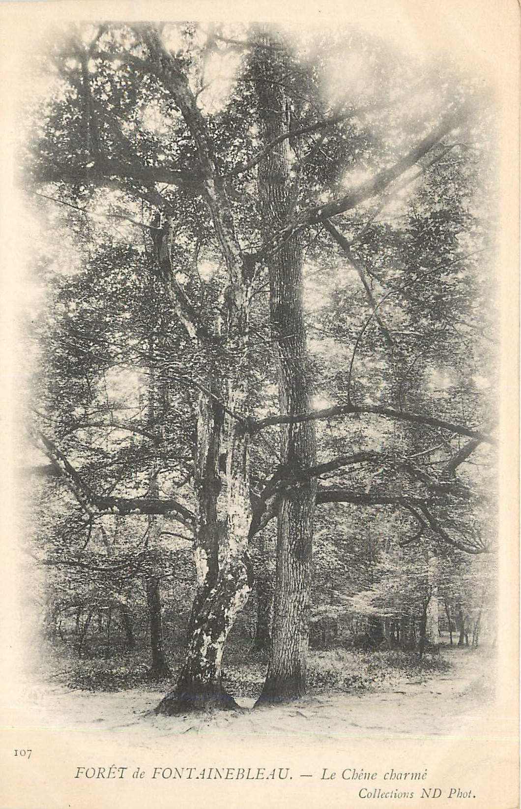 Forêt de Fontainebleau — Le Chêne charmé — Collections ND Phot. n° 107