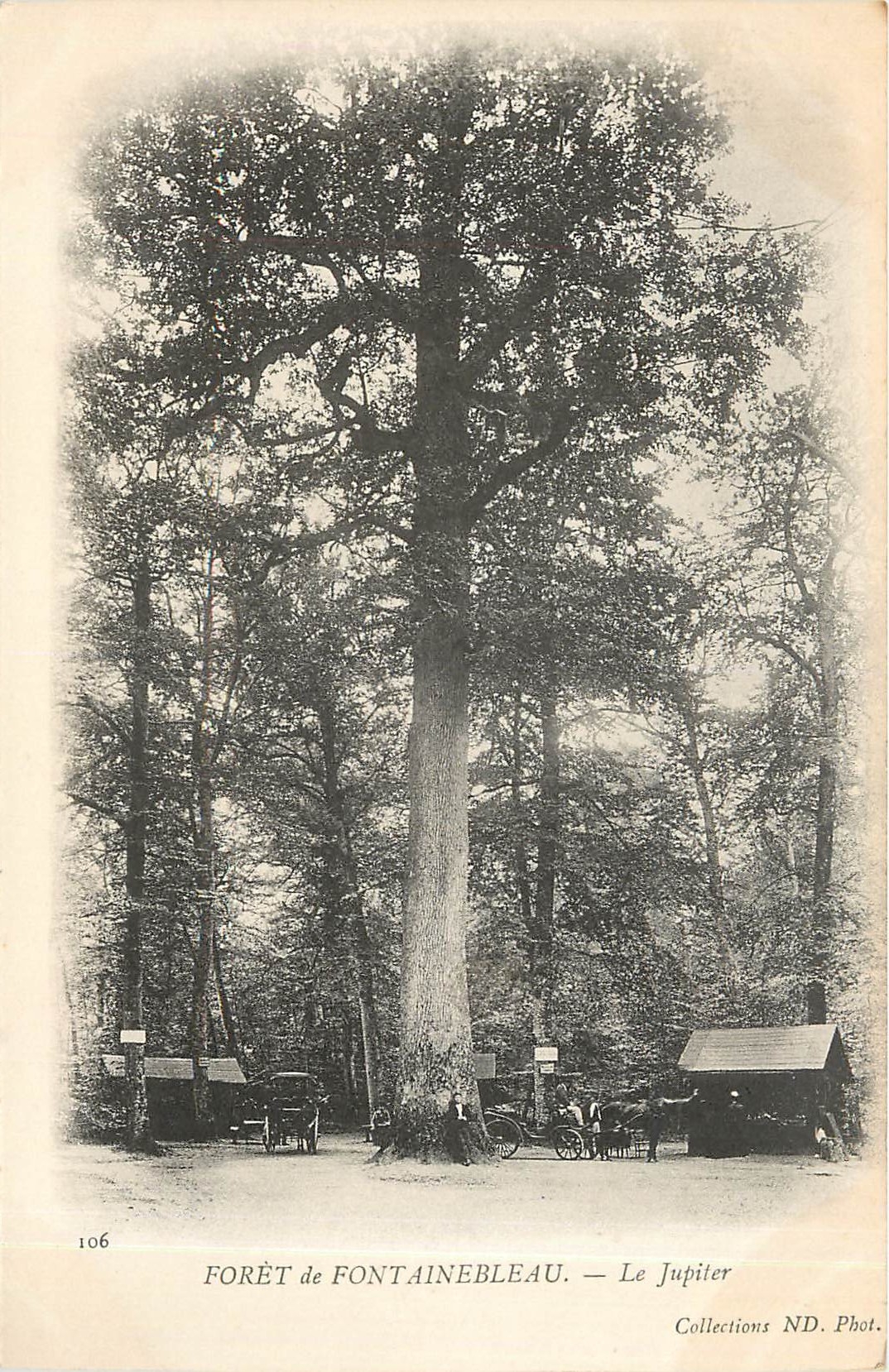 Bosque de Fontainebleau — El árbol Júpiter — Colecciones ND. Fot.