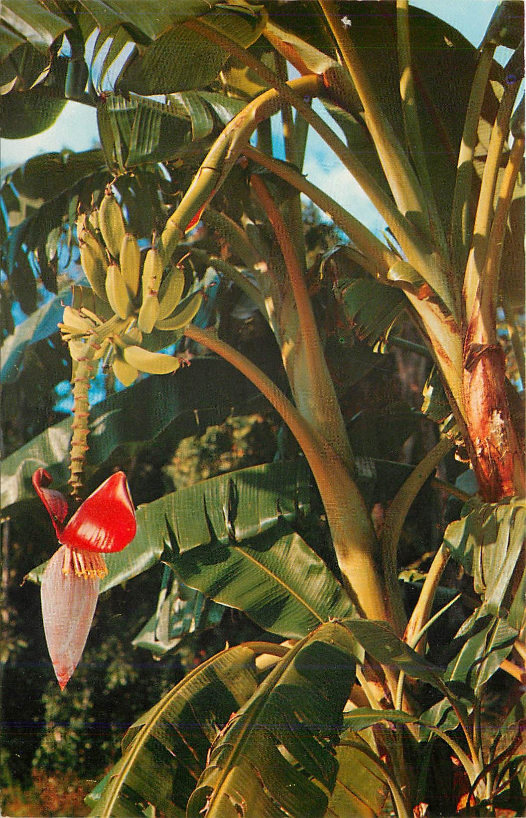 CPM Banana tree growing in Florida 