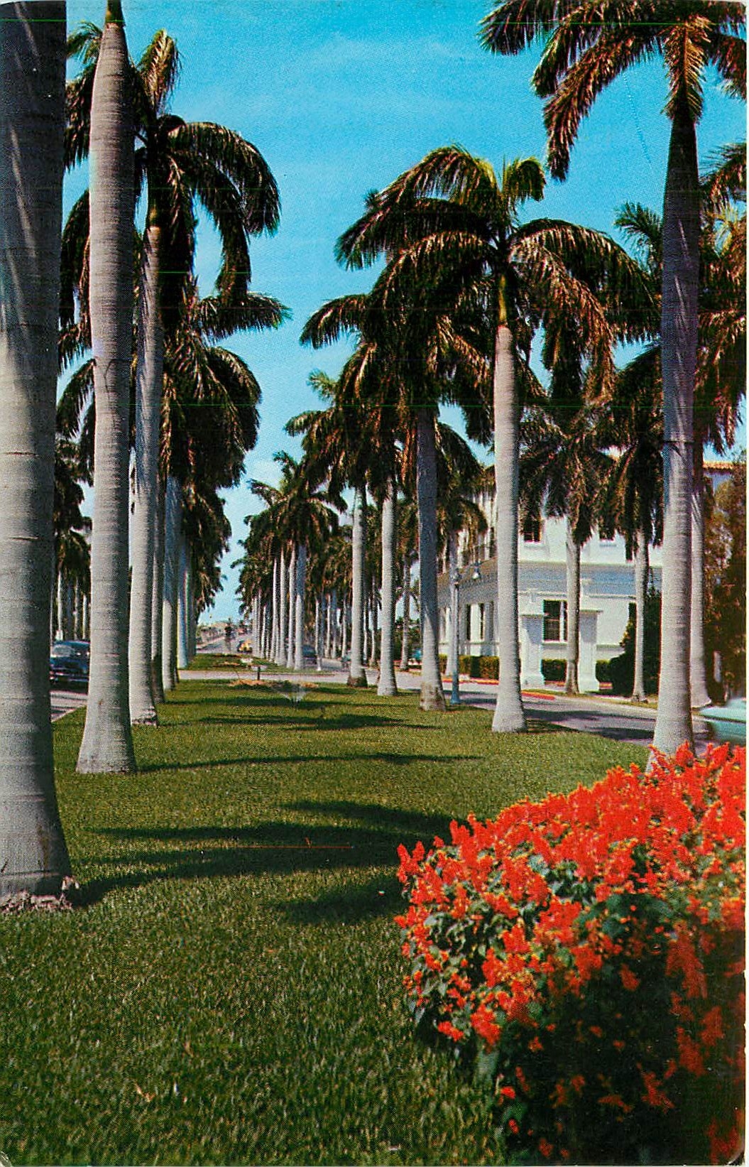 CPM Avenue of magnificent Royal Palms typical of the many beautiful thorofares throughaut Southern F