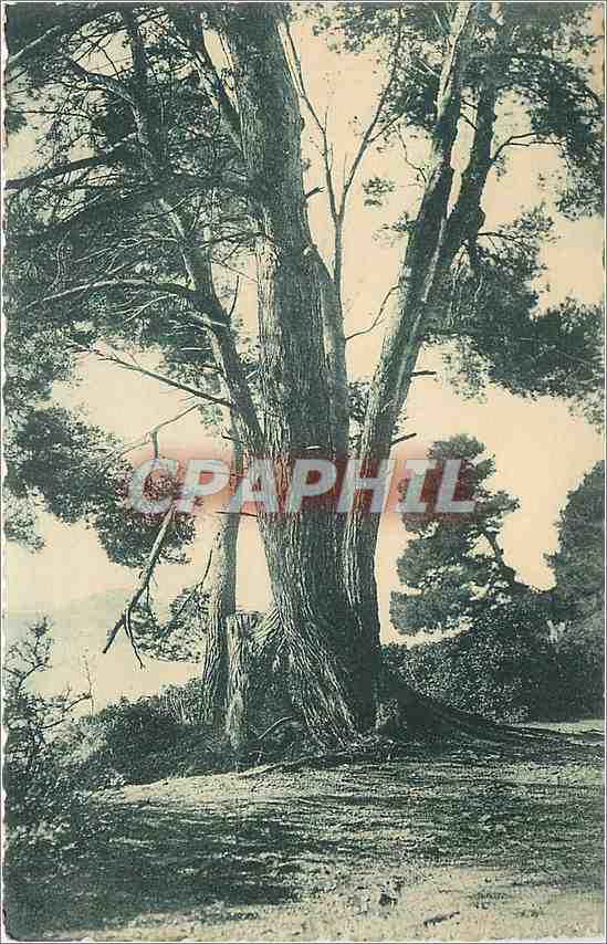 CPA Les Arbres de la Cote d'Azur Pins aux Iles de Lerins 