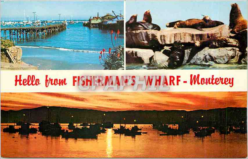CPM Hello from Fishermans Wharf Monterey  Otaries