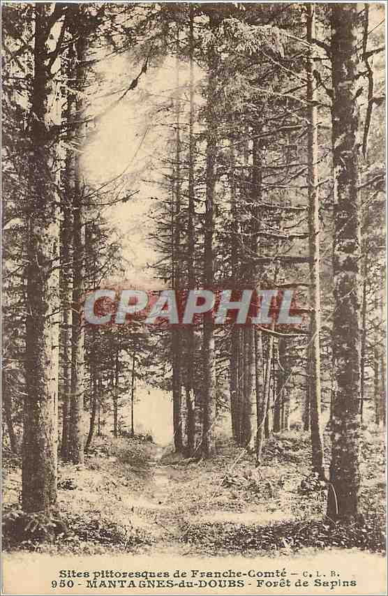 CPA Mantagnes-du-Doubs - Foret de sapins site pittoresque de Franche-Comte