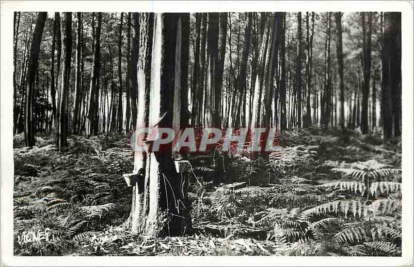 CPM Au Pays Landais - Foret des Landes