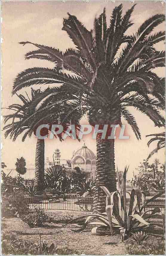 CPA Nice - Le Jardin Albert 1er sa flore exotique