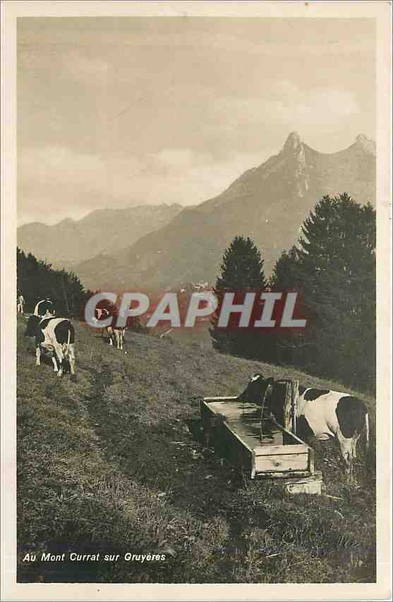 CPM Au mont Currat sur Gruyeres  Vaches
