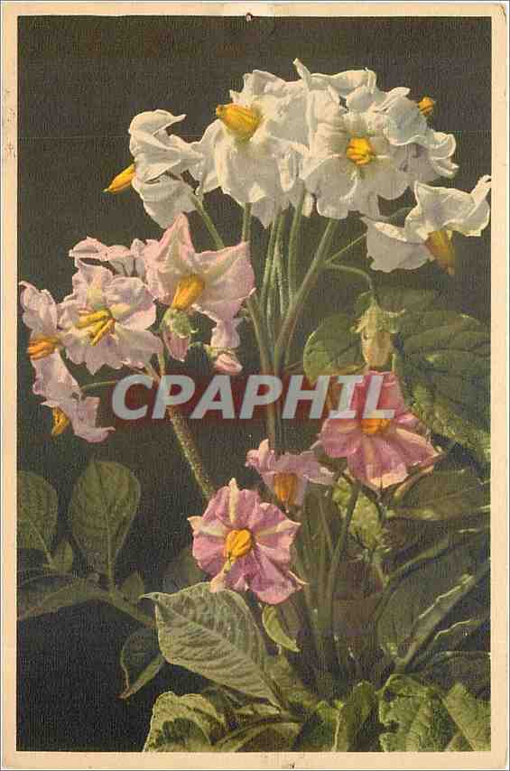 CPA Pomme de terre 