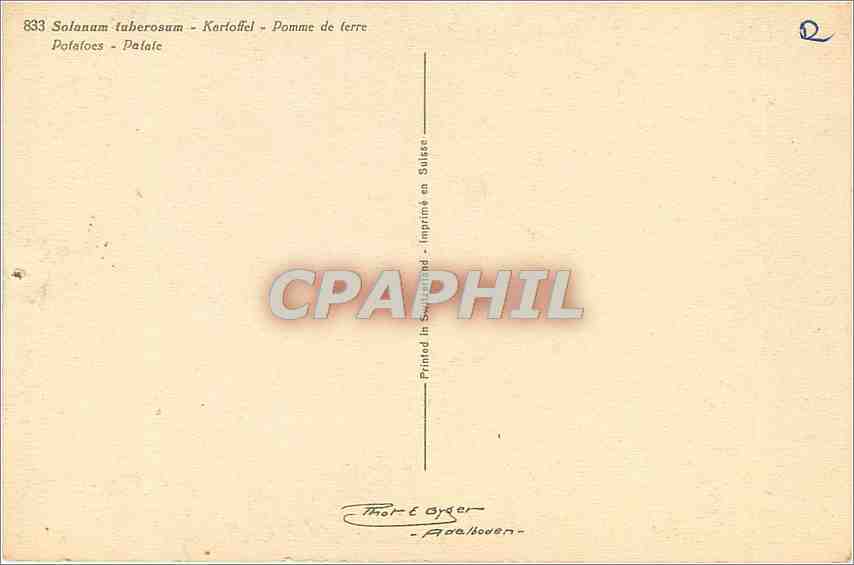 CPA Pomme de terre  — Rückseite