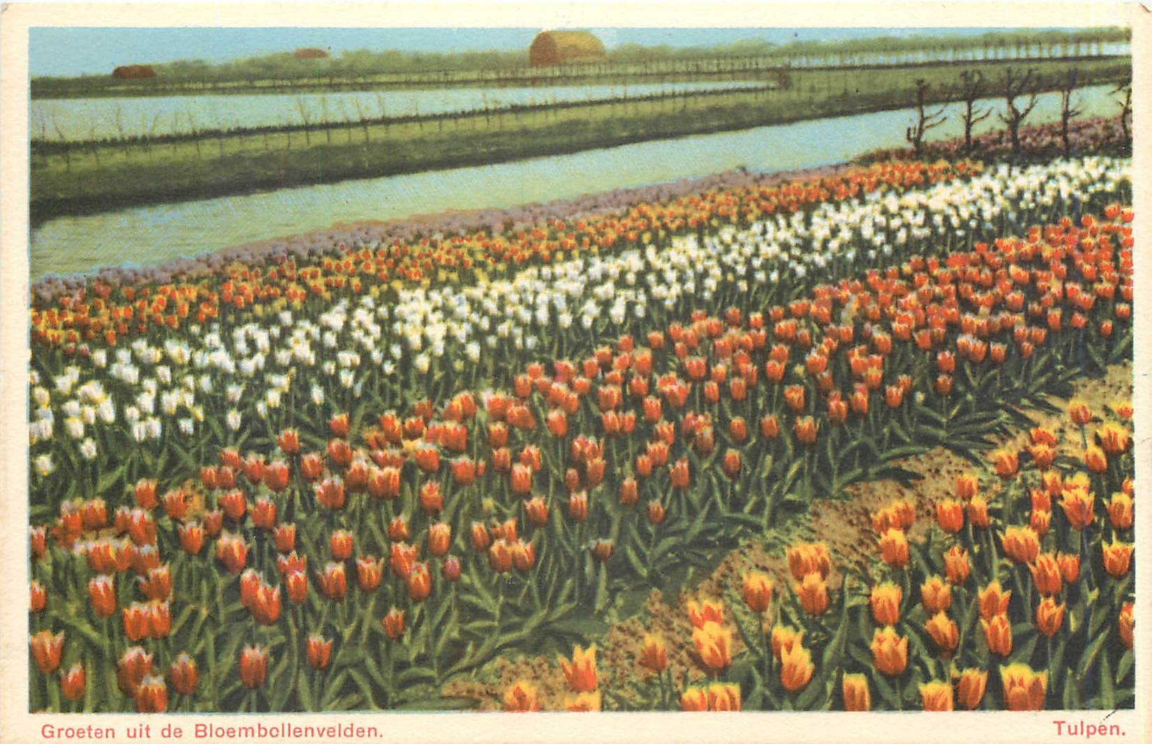 CPA Groeten uit de bloembellenvelden Tulpen 