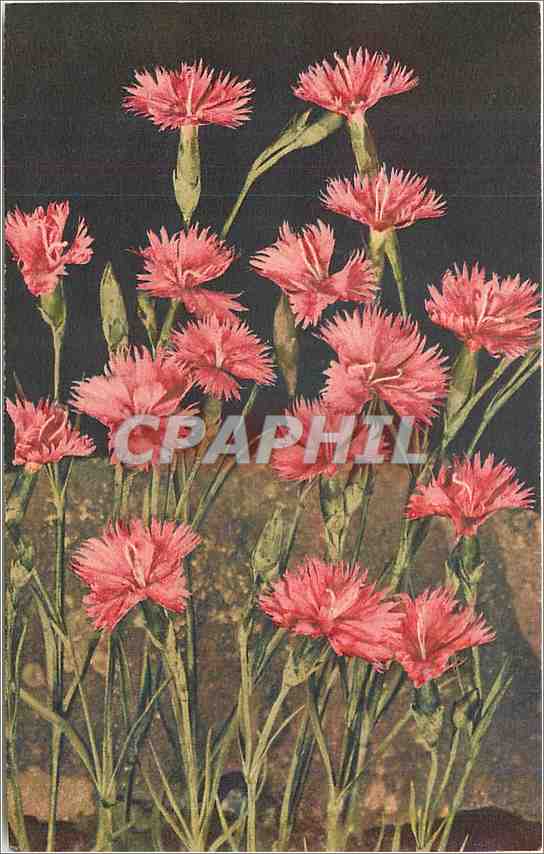 CPA Fleurs