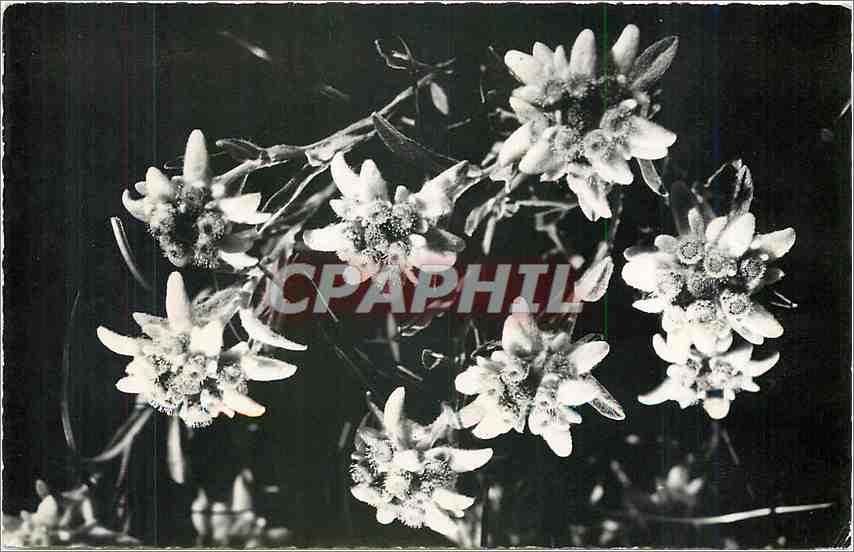 CPA Bouquet d'Edelweiss fleurs de Savoie 