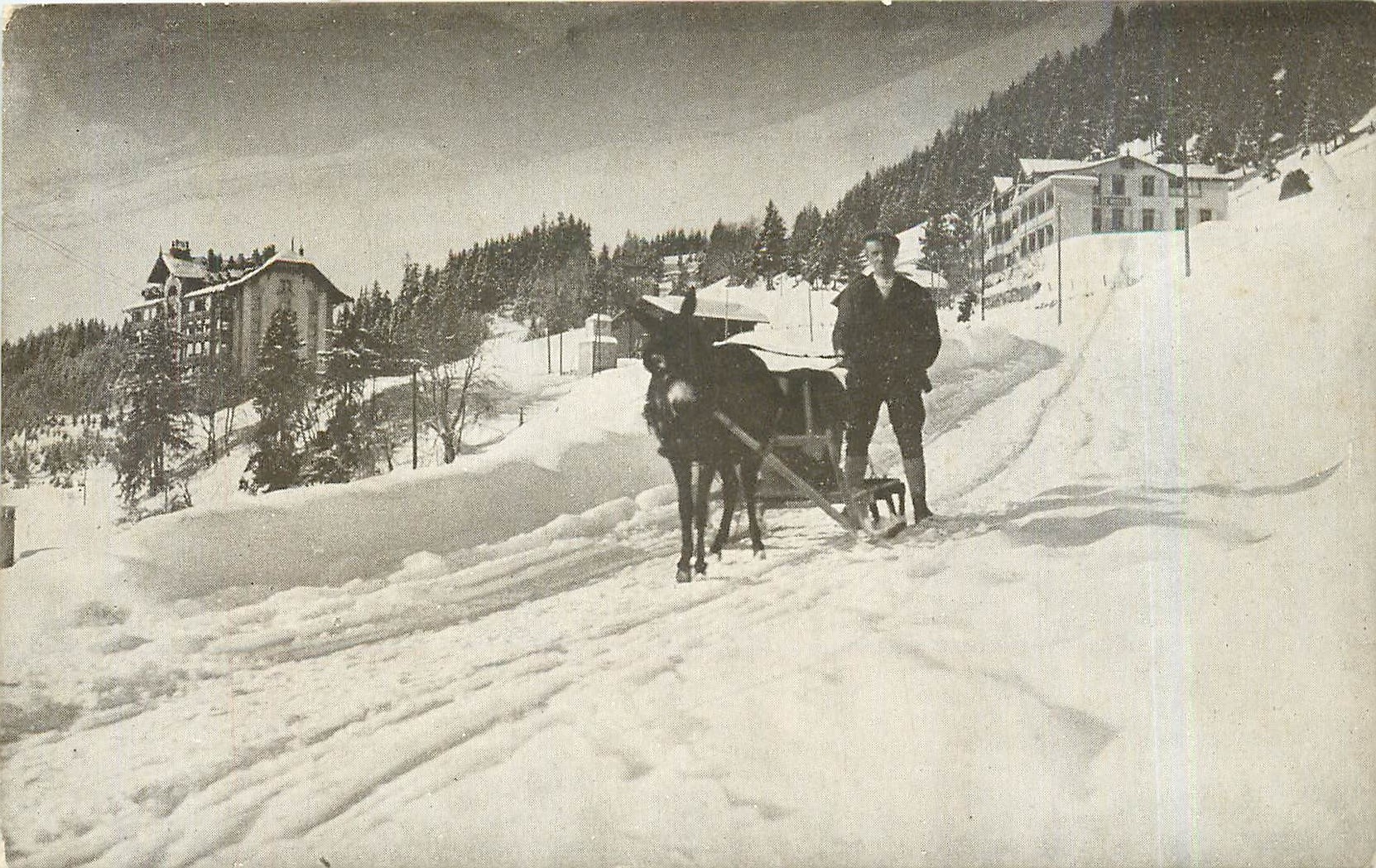 CARTE PHOTO Ane Traineau Alpages