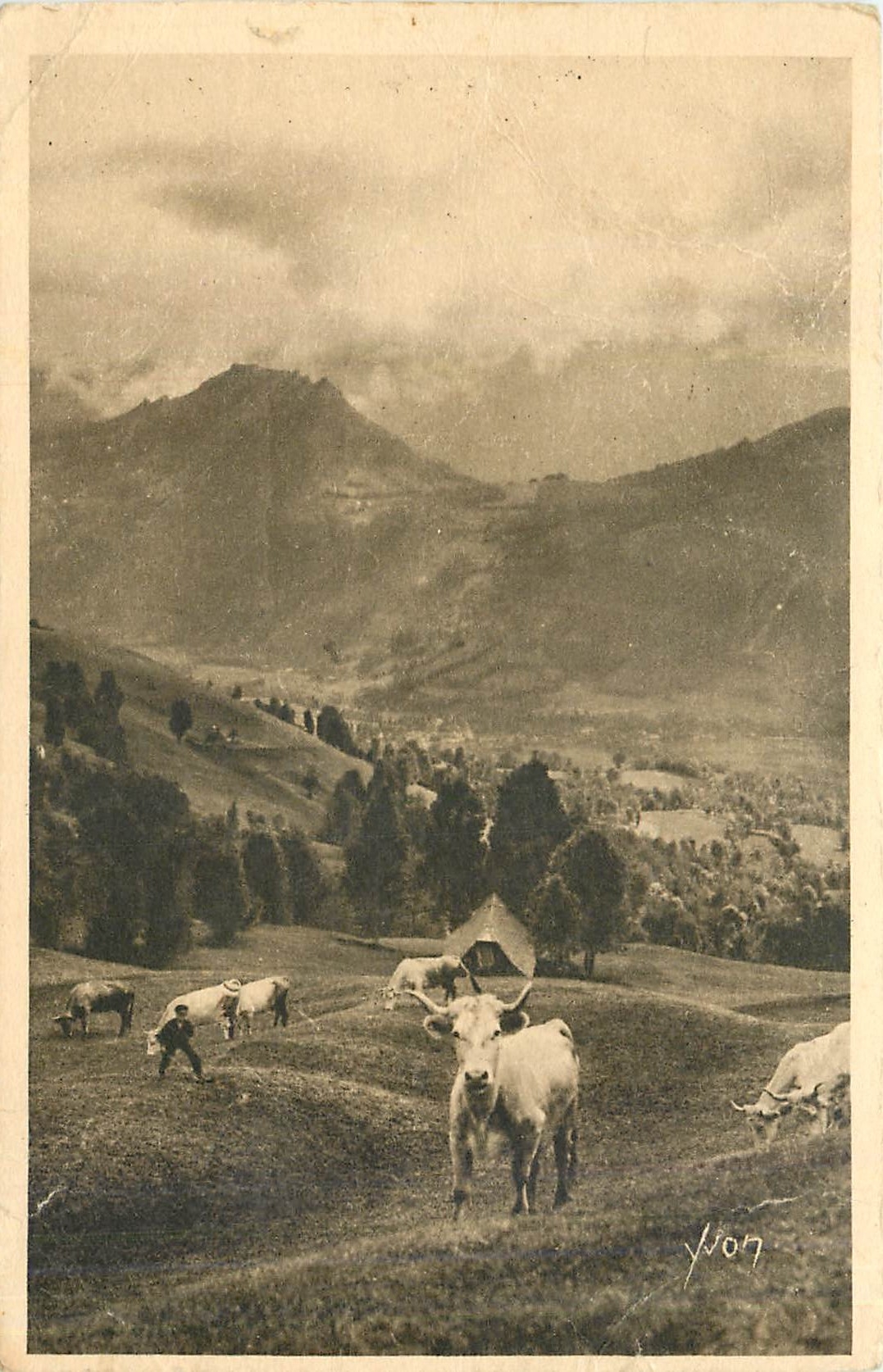 CPA Les Pyrenees Paturage sur la Route du Col d'Aubisque Vaches