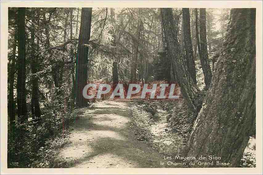 CPA Les Mayens de Sion le Chemin du Grand Bisse 