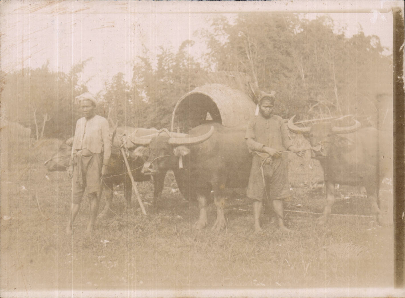 CPA Carte Photo AsIE octobre 1902 a AnKOR TReS RaRe document Boeufs Elevage