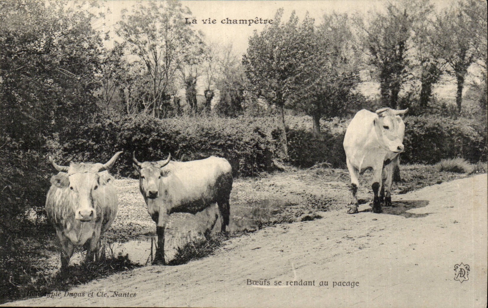 CPA La vie champetre Boeufs se rendant au pacage 
