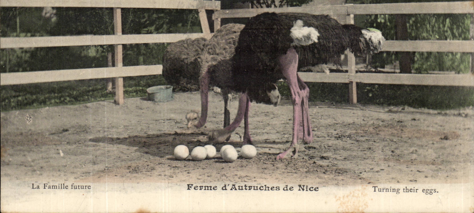 CPA FErme d'autruches de Nice TOP Elevage La famille future