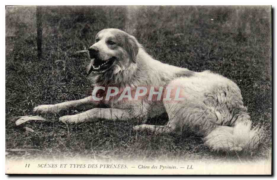 CPA Scenes et types des pyrenees (dog) Chien des pyrenees