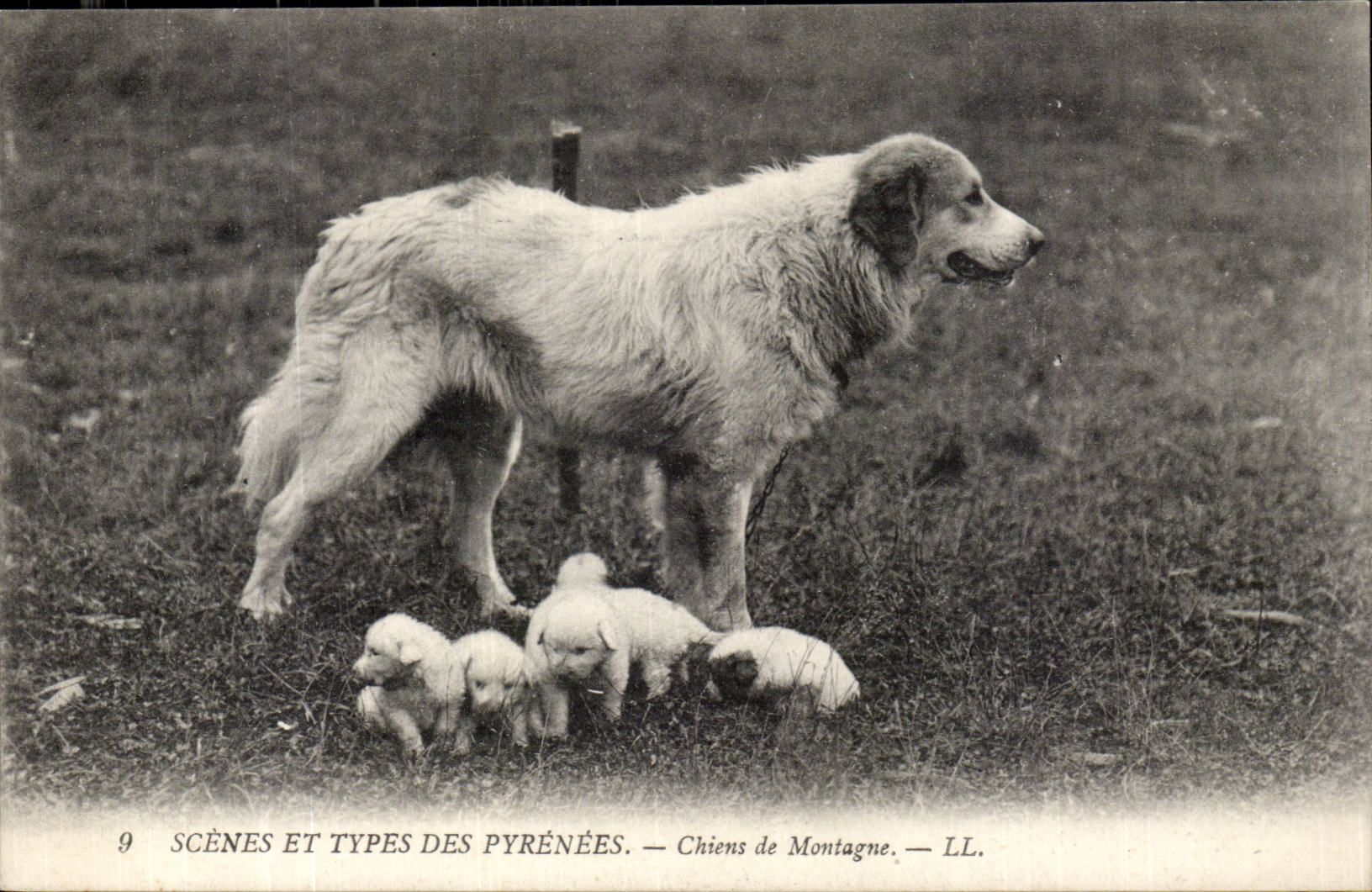 Chiens de Montagne — Scènes et Types des Pyrénées — LL. n°9