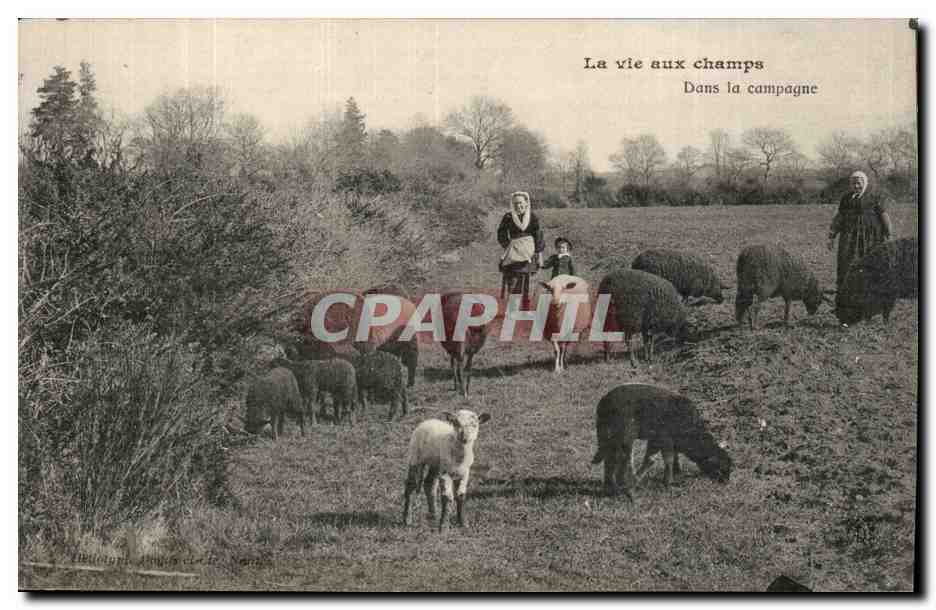 CPA La vie auc champs DAns la campagne (moutons elevage)