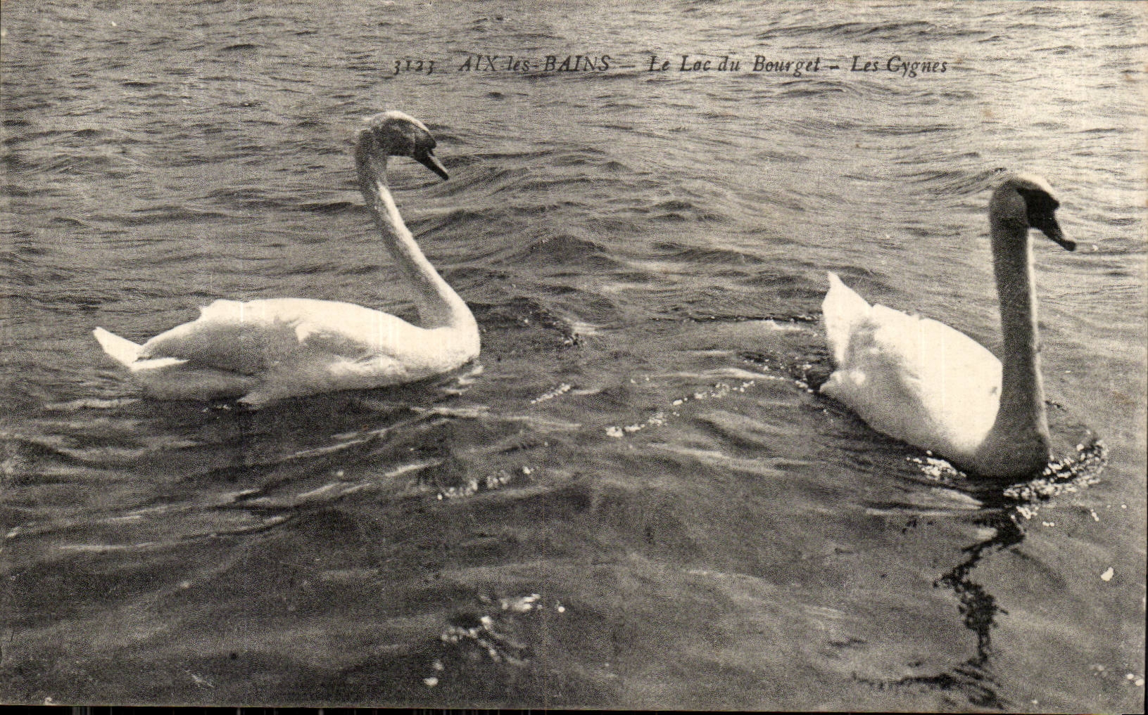 Aix les Bains CPA Le lac du Bourget Les cygnes