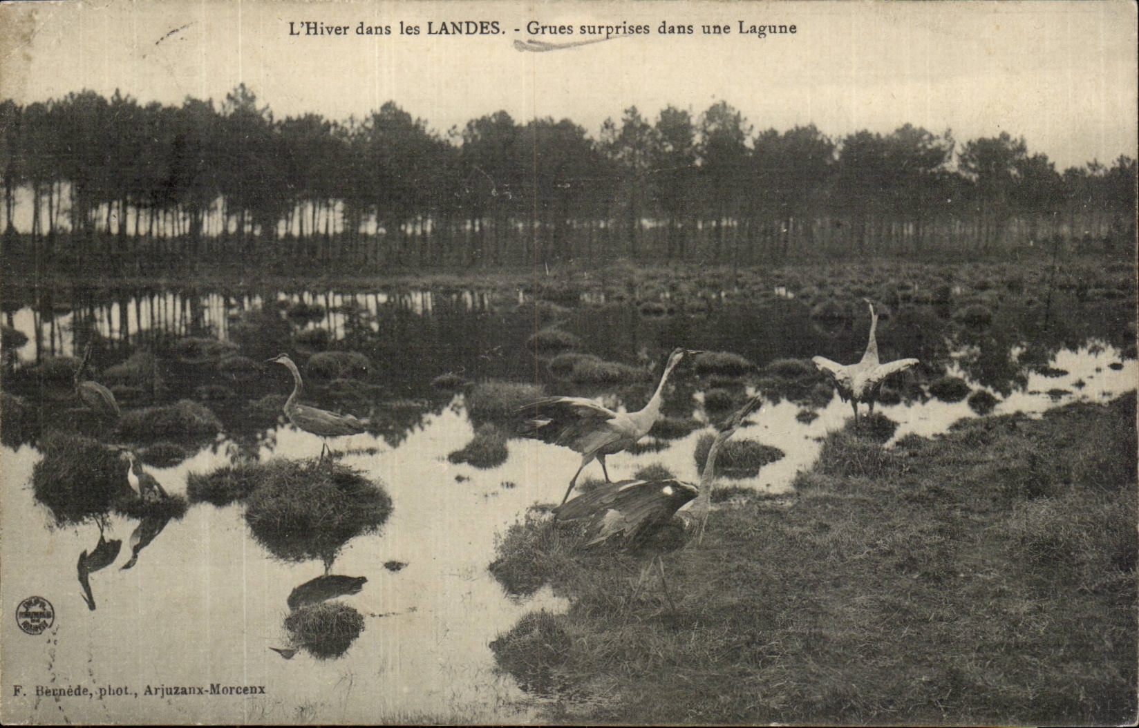 CPA L'hiver dans les Landes Grues surprises dans une lagune