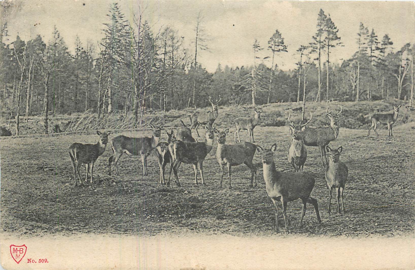 Group of deer in a forest clearing — M-B No. 509