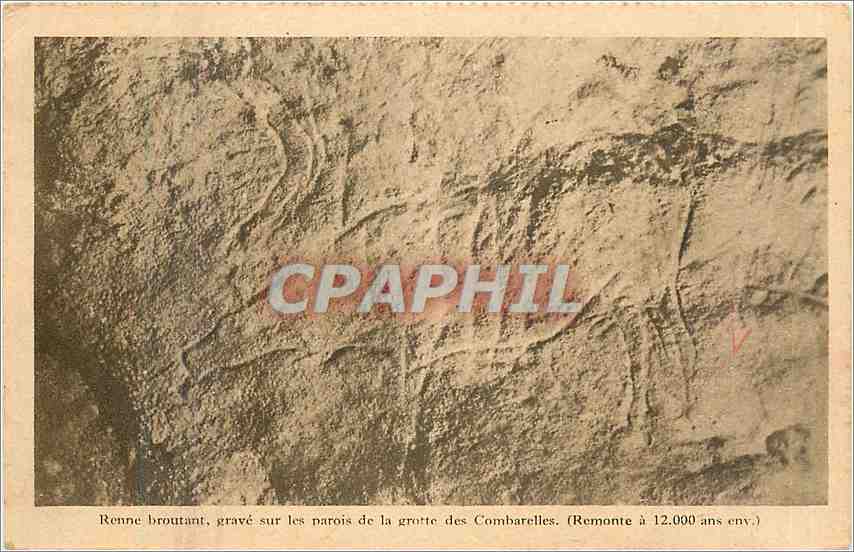Renne broutant — gravure préhistorique — Grotte des Combarelles