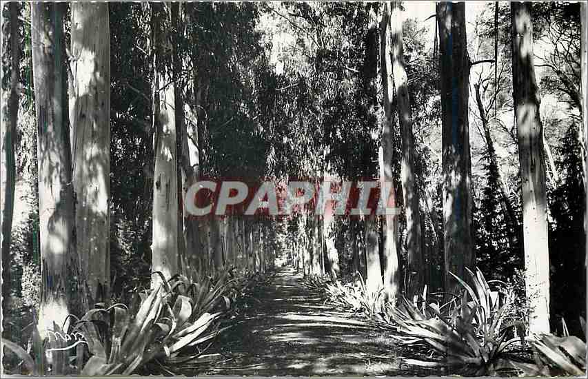CPA Ile Sainte Marguerite Cannes Allee des Eucalyptus 