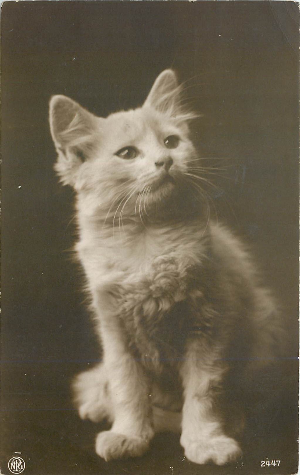 CPA Chat Chaton