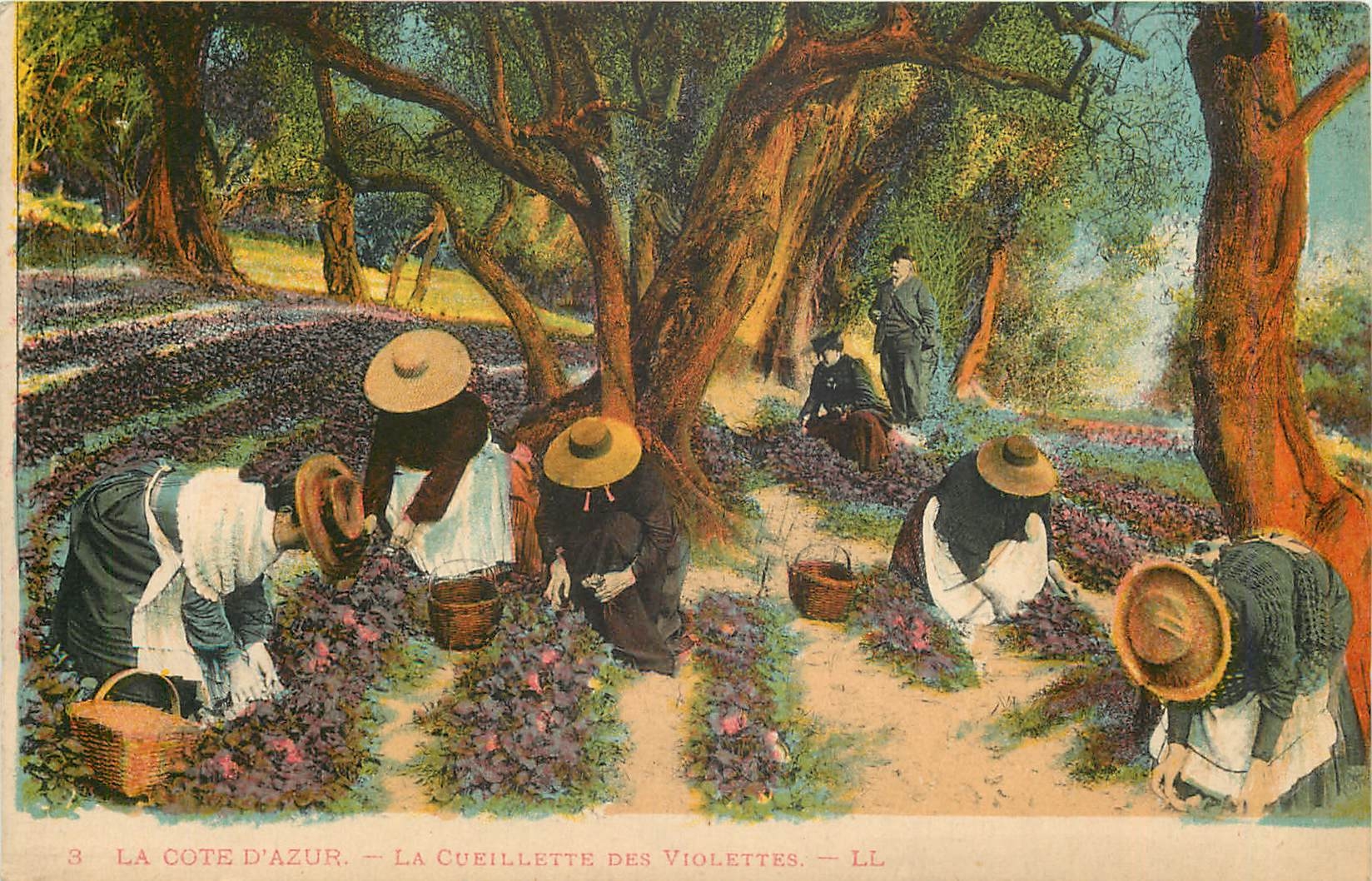 CPA La Cote d'Azur La Cueillette des Violettes 