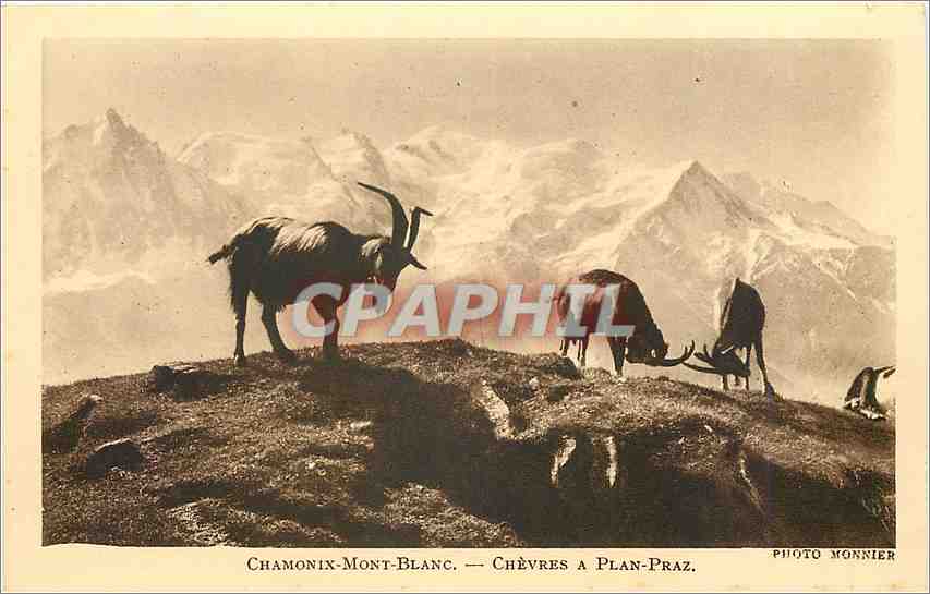 CPA Chamonix Mont Blanc chevres a Plan-Praz