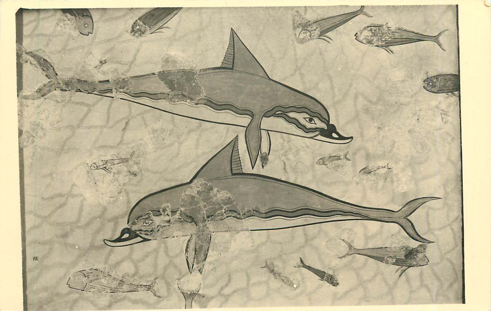 CPA Dauphins