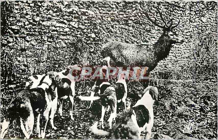 CPM Saint Leger en Yvelines S et O Hallali sur pied a la maison forestiere Cerf Chiens