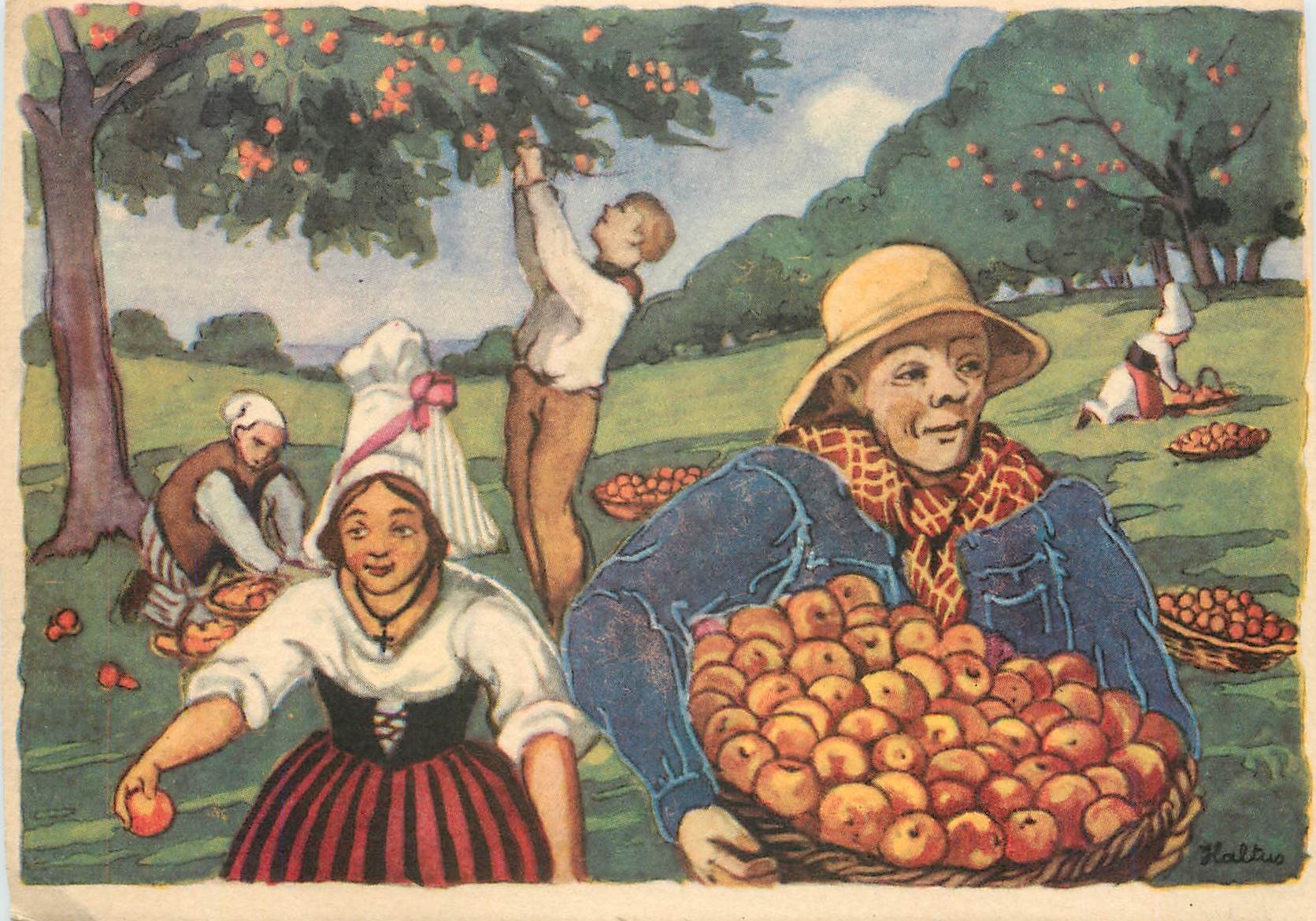 CPA En Normandie Cueillette des pommes 