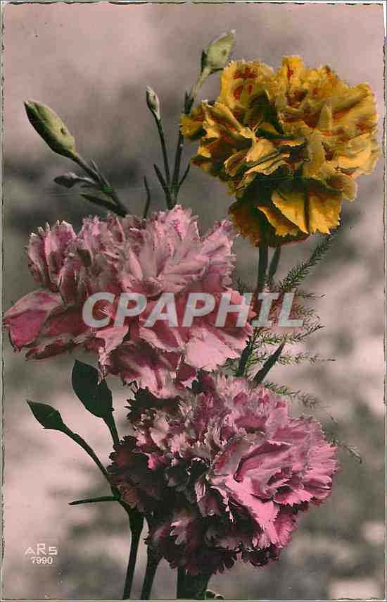 CPA Fleurs