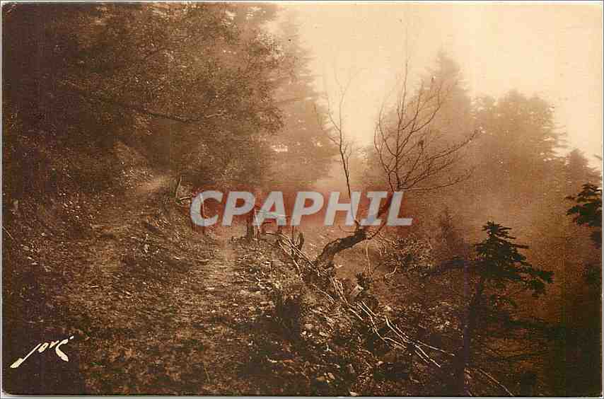 CPA Luchon superbagneres er environs (H.Garonne)Sentieer de montgne  foret de superbgneres